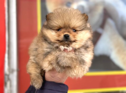 Teacup Kg Garantili Pomeranian Yavrular