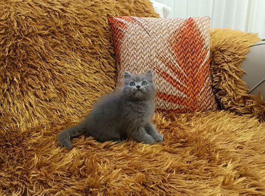 Brtish Longhair