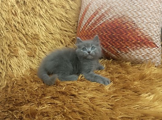 Brtish Longhair görsel