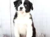 Show Kalite Border Collie