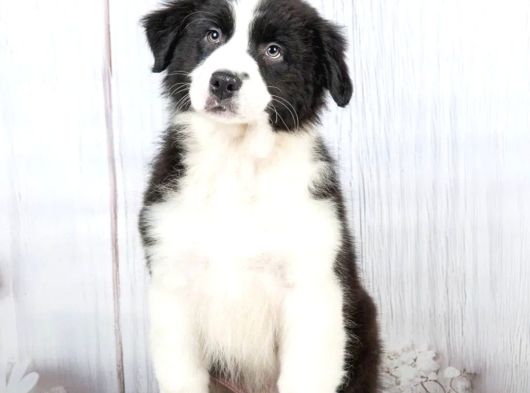 Show Kalite Border Collie