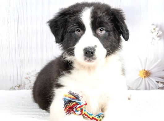 Show Kalite Border Collie görsel