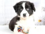 Show Kalite Border Collie
