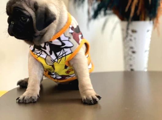 Orjinal Gül Kuyruk Sıfır Burun Pug Mops görsel