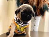 Orjinal gül kuyruk sıfır burun pug mops