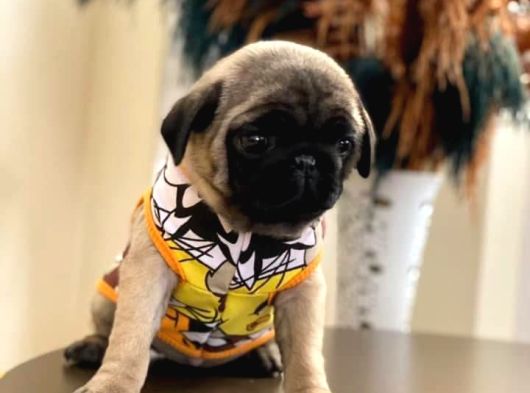 Orjinal Gül Kuyruk Sıfır Burun Pug Mops