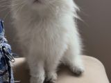 Safkan British Longhair
