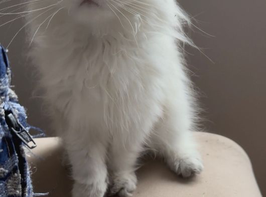 Safkan British Longhair görsel