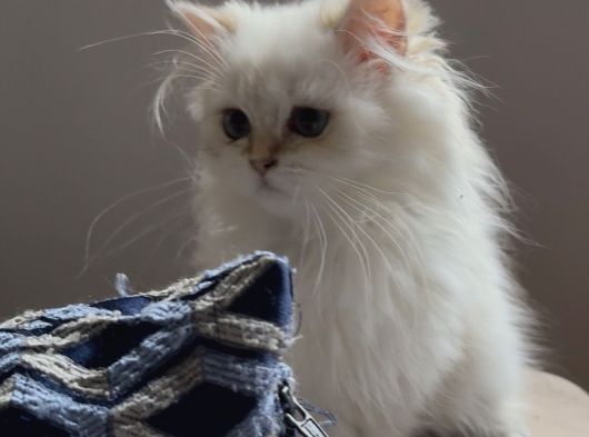 Safkan British Longhair görsel