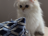 Safkan British Longhair