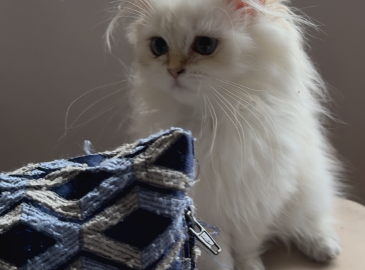 Safkan British Longhair görsel