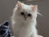 Safkan British Longhair