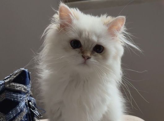 Safkan British Longhair görsel