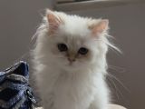 Safkan british longhair