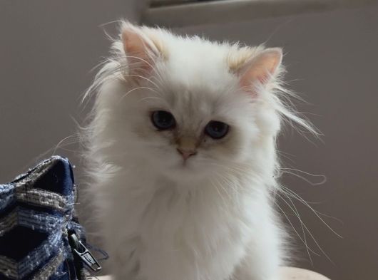 Safkan British Longhair