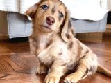 Isabella Merle Dacshund Nadi̇r Renk Long Hai̇r