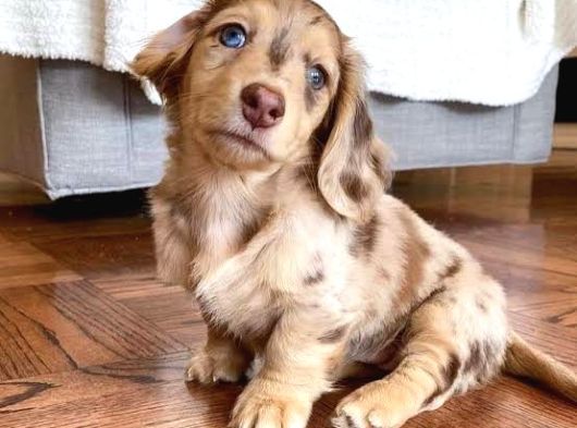 Isabella Merle Dacshund Nadi̇r Renk Long Hai̇r görsel