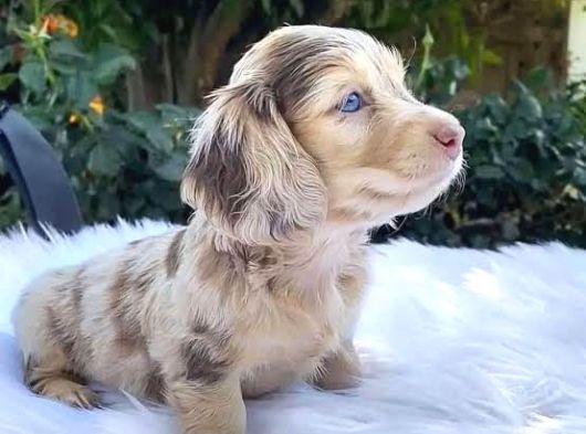 Isabella Merle Dacshund Nadi̇r Renk Long Hai̇r