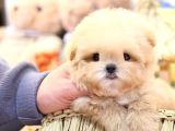 Kore Teacup Babadan Teacup Poodle Bebekler