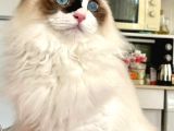 Anne Altından Safkan Ragdoll Yavru Kediler
