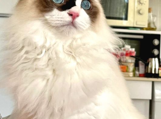 Anne Altından Safkan Ragdoll Yavru Kediler görsel