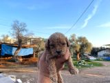 3 Kg Garanti̇li̇ Koyu Malti̇po Bebekler