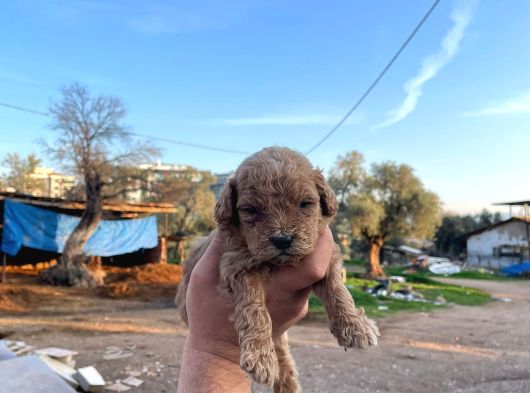 3 Kg Garanti̇li̇ Koyu Malti̇po Bebekler görsel