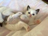 Anne Altından Safkan Ragdoll Yavru Kediler