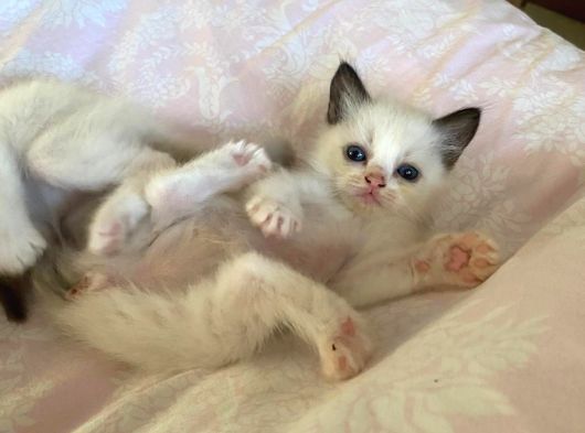 Anne Altından Safkan Ragdoll Yavru Kediler görsel
