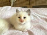 Anne Altından Safkan Ragdoll Yavru kediler