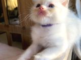 Anne Altından Safkan Ragdoll Yavru Kediler