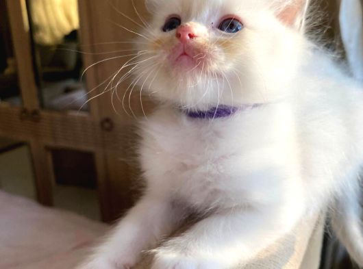 Anne Altından Safkan Ragdoll Yavru Kediler görsel