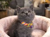 Safkan British Shorthair Blue Yavrular