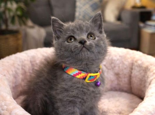 Safkan British Shorthair Blue Yavrular görsel