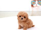 Teacup Poodle Bebeklerimiz