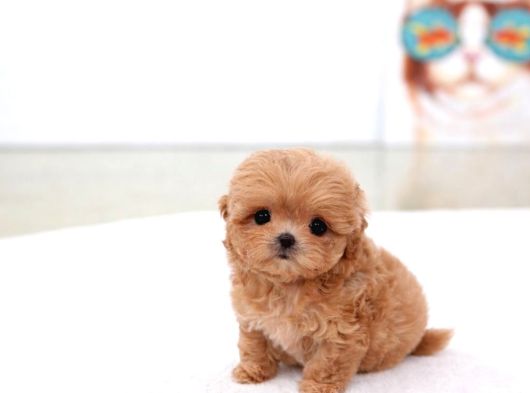 Teacup Poodle Bebeklerimiz görsel