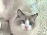 Anne Altından Safkan Ragdoll Yavru Kediler