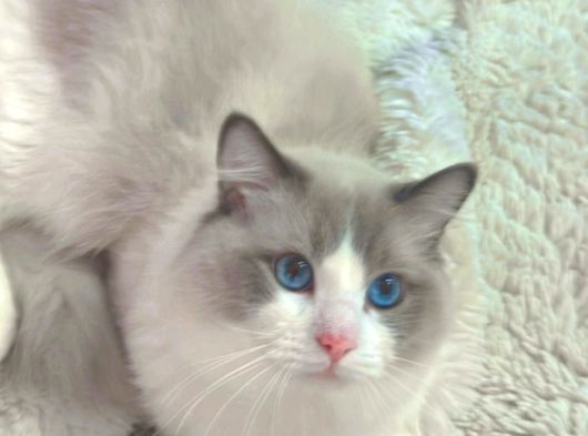 Anne Altından Safkan Ragdoll Yavru Kediler görsel