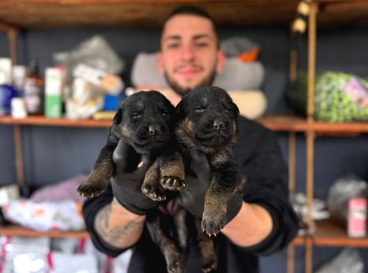 Burkemden Korumacı Sadık Dost Alman Çoban Yavrularımız görsel