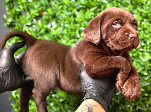 Burkemden a kalite kan labrador yavrularımız