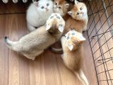 1 KALİTE GOLDEN BRİTİSH SHORTHAİR YAVRULAR