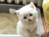 1 Kali̇te Golden Bri̇ti̇sh Shorthai̇r Yavrular