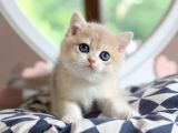 Dikkat Çeken BY Golden British Shorthair