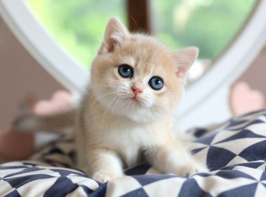 Dikkat Çeken By Golden British Shorthair