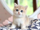 Dikkat Çeken By Golden British Shorthair