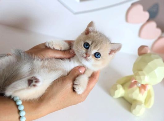 Dikkat Çeken By Golden British Shorthair görsel