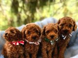 Orijinal Toy Poodle Yavrular