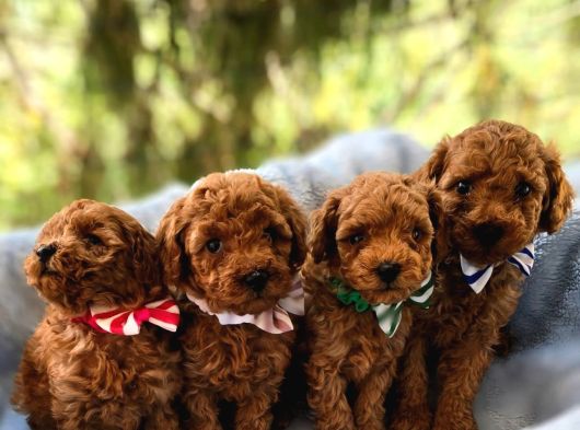 Orijinal Toy Poodle Yavrular