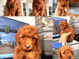Orijinal Toy Poodle Yavrular