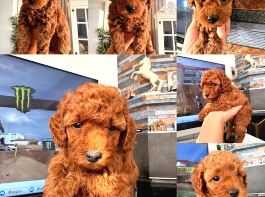 Orijinal Toy Poodle Yavrular görsel
